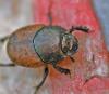 Onthophagus sp.